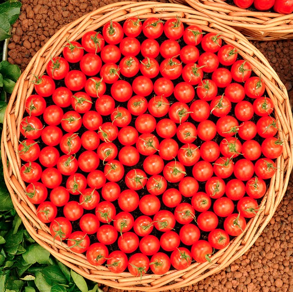 Perfektion Tomaten