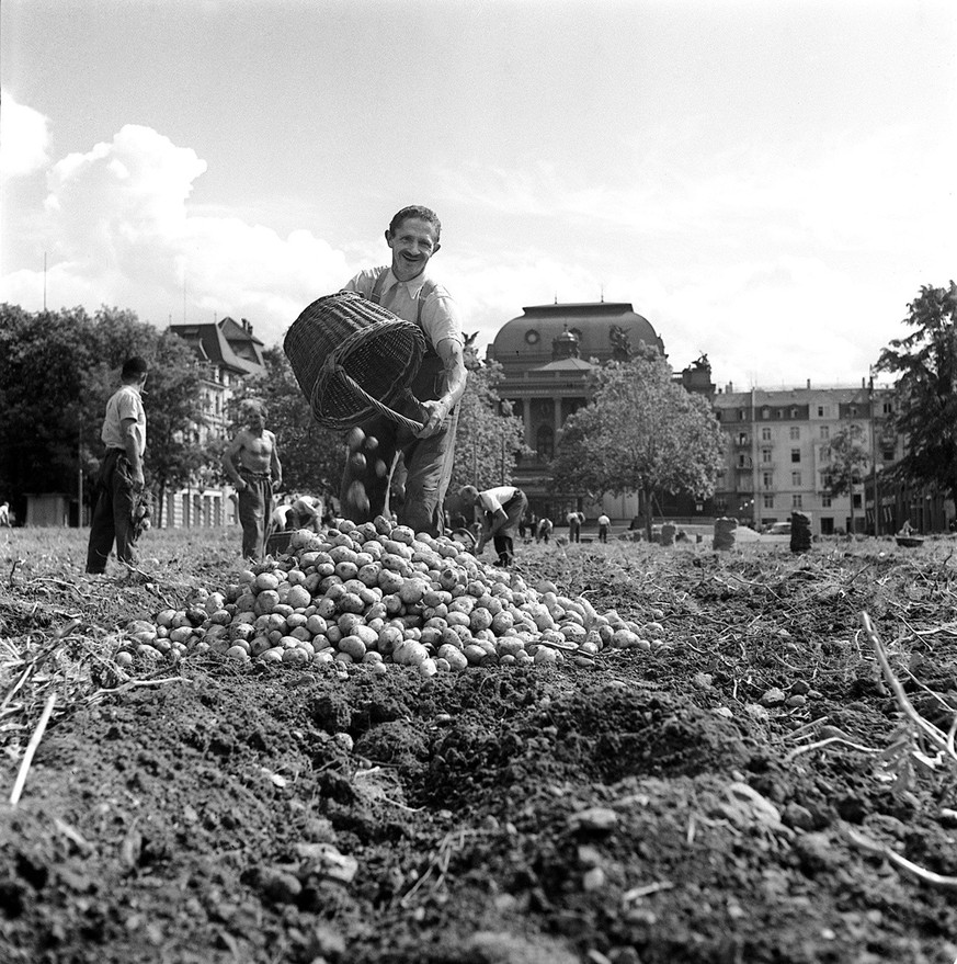 Kartoffelernte auf der Zürcher Sechseläutewiese. Im Hintergrund das Opernhaus, 1942.