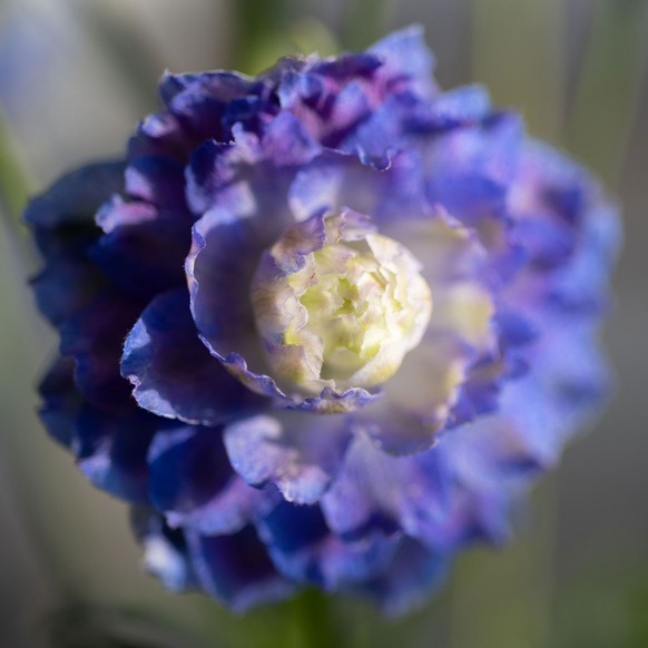 Hoher Garten-Rittersporn (Delphinium x cultorum)