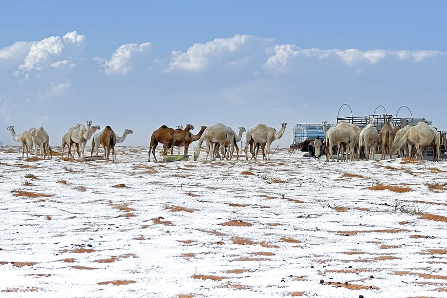 Snow surround camels at their farm in Al Jawf Province, in the north of Saudi Arabia, on Saturday, Nov. 2, 2024. (AP Photo)