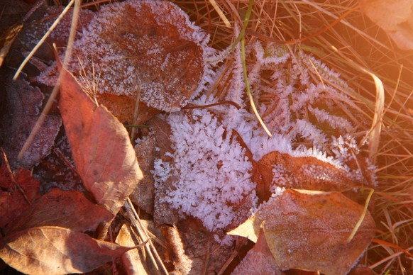 Golden, aber frisch: An manchen Orten war der Boden heute Morgen weiss.