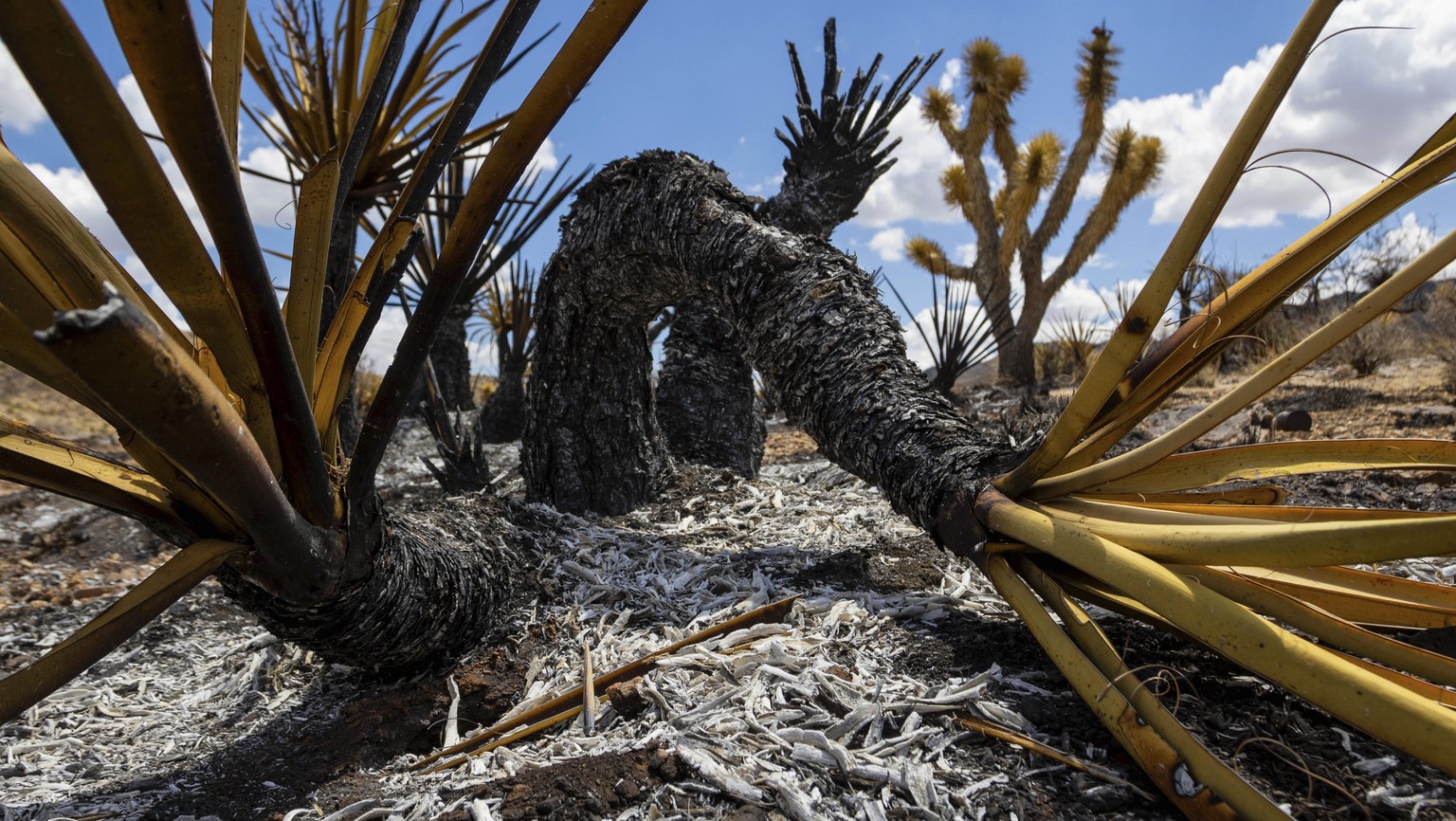 Burned landscape with Joshua Trees damaged from the York Fire in the Mojave National Preserve on Tuesday, Aug. 1, 2023, in Nipton, Calif. The York Fire was partially contained by Tuesday morning after ...
