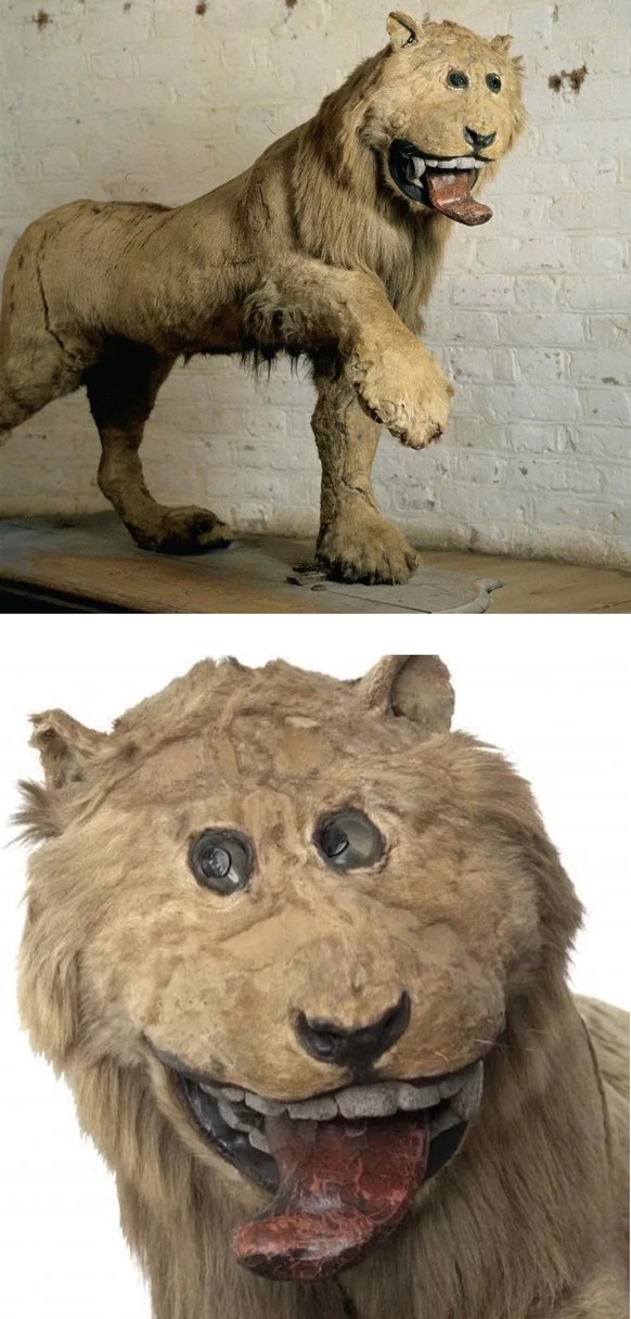 Stuffed lion of King Frederick of Sweden