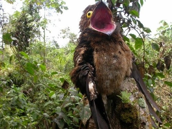 Potoo, Tagschläfer
https://imgur.com/gallery/zNIxJ