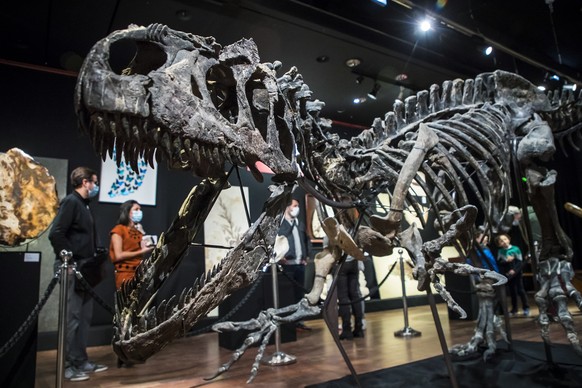 epa08733650 Visitors look at the skeleton of an Allosaurus dinosaur in Paris, France, 10 October 2020. The Allosaurus dinosaur species from the Upper Jurassic (161-145 million years) was discovered in ...