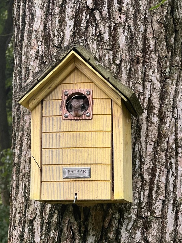 cute news tier 

https://www.reddit.com/r/squirrels/comments/1m0homw/flying_squirrel/