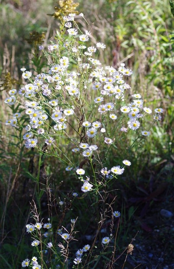 Auch das aus Nordamerika stammende Einjährige Berufkraut (Erigeron annuus), das auf der Liste der invasiven Neophyten der Schweiz steht und die Bauern regelrecht in den Wahnsinn treibt, wurde durch de ...