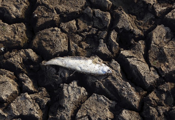 FILE - A dead fish lies on a dried up section of Osman Sagar lake on the outskirts of Hyderabad, India on April 21, 2016. A new study Thursday, May 18, 2023, finds the natural burst of El Nino warming ...