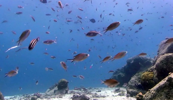 This undated screen grab of a video by the Harbour Village Beach Club and released by the Fabian Cousteau Ocean Learning Center, shows fish in the Caribbean Sea near the western shore of Bonaire. Unde ...