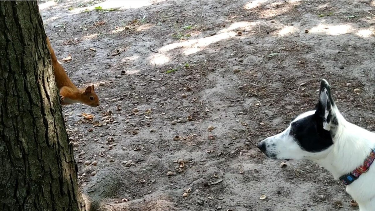 CUTE NEWS TIER HUND EICHHÖRNCHEN

https://www.reddit.com/r/AnimalsBeingConfused/comments/16aor2n/who_are_you/