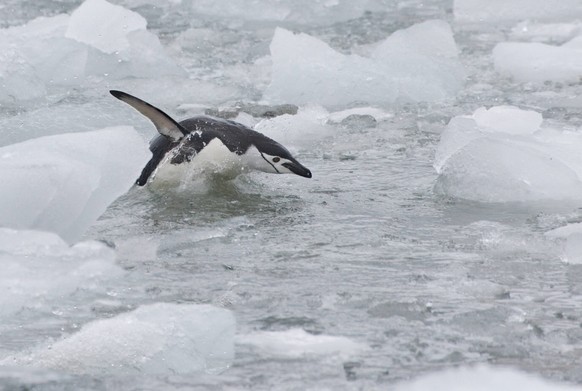 Chinstrap Penguins (Pygoscelis antarcticus) on ice, South Orkney Islands, Antarctica PUBLICATIONxINxGERxSUIxAUTxONLY Copyright: xChinaxSpanxLLCx/xDanitaxDelimont AN01 KSU0107

Chin Strap Penguins Pygo ...