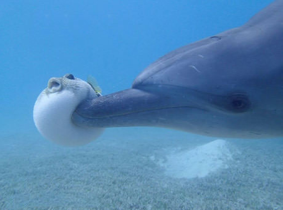 Pufferfish
Cute News
http://imgur.com/gallery/9h4jw