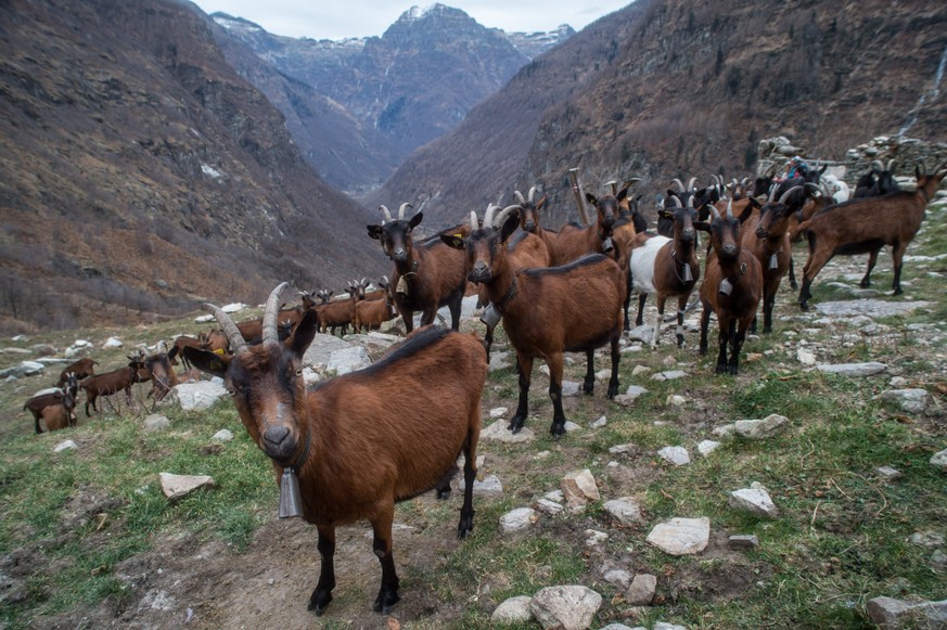 Die Herde aus Gaemsen und Berg-Ziegen beim Alpabzug auf dem Puscen Negro, 1343 m, im Tessin am Samstag, 28. November 2015. Die Familie Monaco bringt ihre 70 traditionell gezuechteten Ziegen in einem A ...