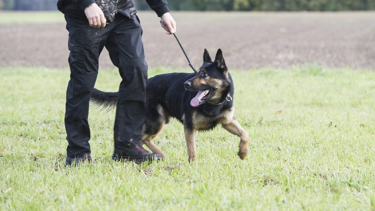 Un chien et son maitre, lors du concours annuel des chiens de police, ce vendredi, 2 novembre 2012, a Etagnieres, Vaud. Une vingtaine de conducteurs de chiens de la Gendarmerie et des Polices communal ...