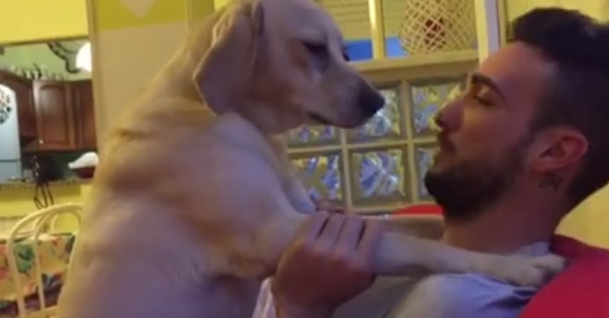 Dieser Labrador möchte nur, dass sein Besitzer ihm vergibt und alles wieder gut wird