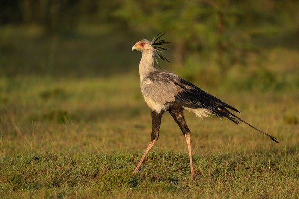 Secretary bird Sagittarius serpentarius Secretary bird syn Secretarybird Sagittarius serpentarius Sagittarius
serpentarius J F Miller, 1779 KENYA
Sekretär Vogel