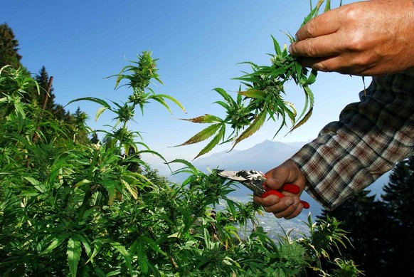 2002: Der UNO-Drogenbericht warnt vor einer Legalisierung von Cannabis.