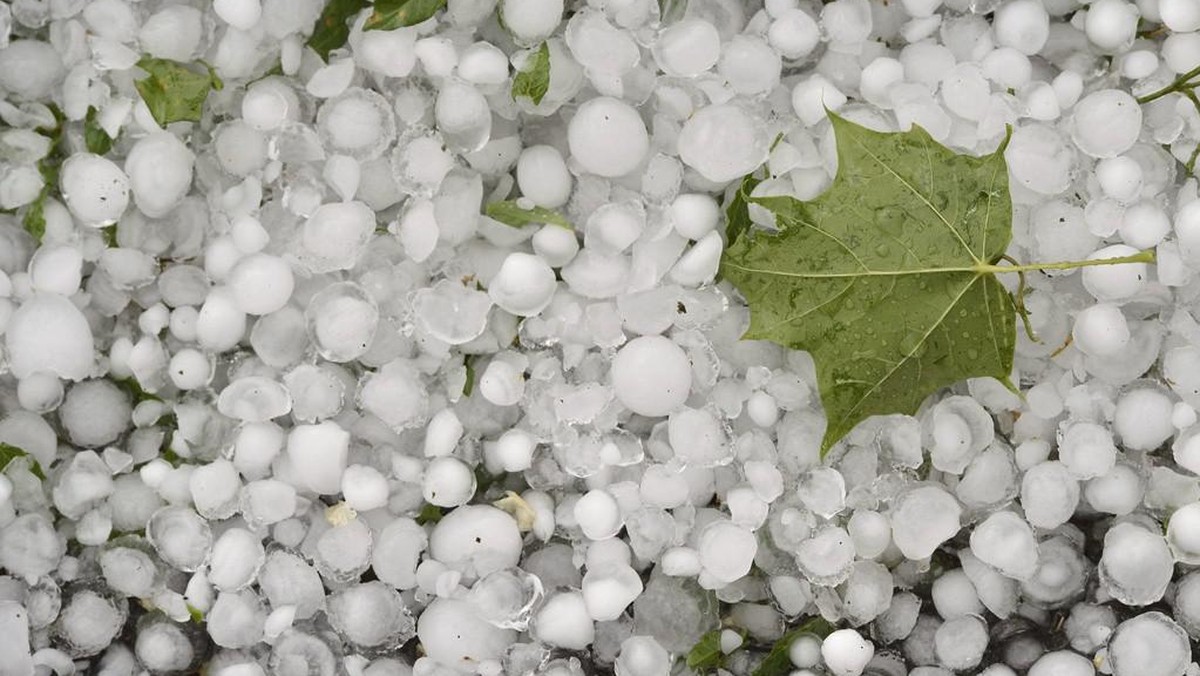 Une feuille photographiee sur un tapis de grele, suite a un violent orage de grele qui s'est abattu sur Geneve, ce jeudi 20 juin 2013. (KEYSTONE/Martial Trezzini)