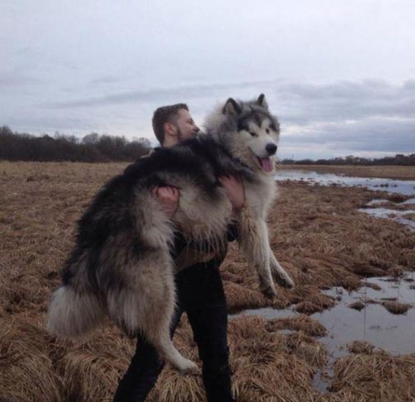 Giant Dog Hund