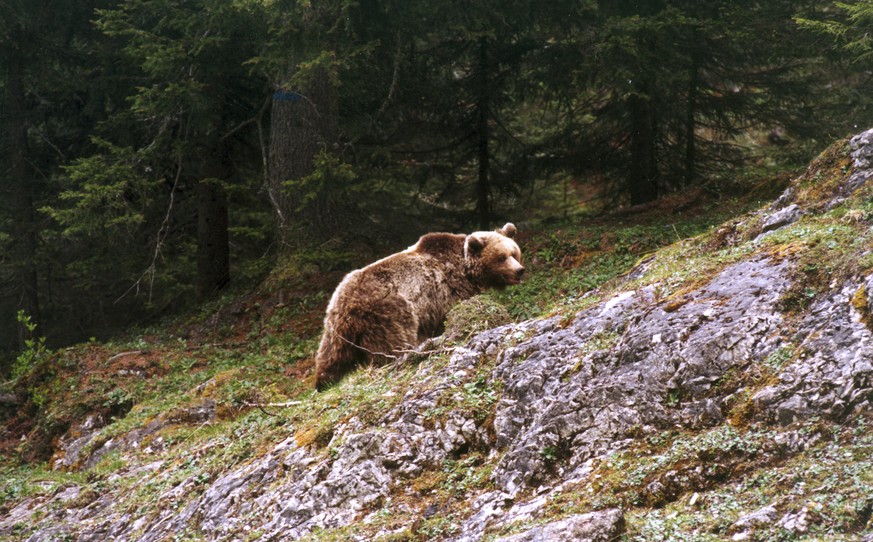 This photo taken on May 18, 2000 provided by the Provincia autonoma di Trento press office shows bear Daniza at the Adamello Brenta park, northern Italy. Animal rights groups called Thursday, Sept. 11 ...