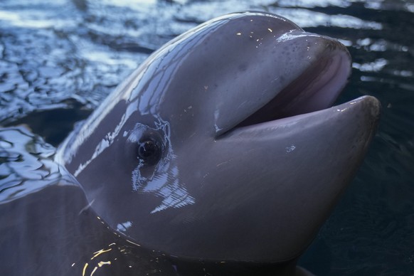 A beluga whale calf, born in July 2024 to 35-year-old resident beluga Naya, swims in his enclosure at Shedd Aquarium, Thursday, Feb. 13, 2025, in Chicago. (AP Photo/Erin Hooley)