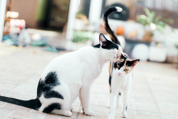 Katze und kleines Kätzchen
https://unsplash.com/photos/HHXt1v4aEP8