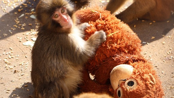 Der Japanmakak Punch, der im Februar 2026 viral ging.