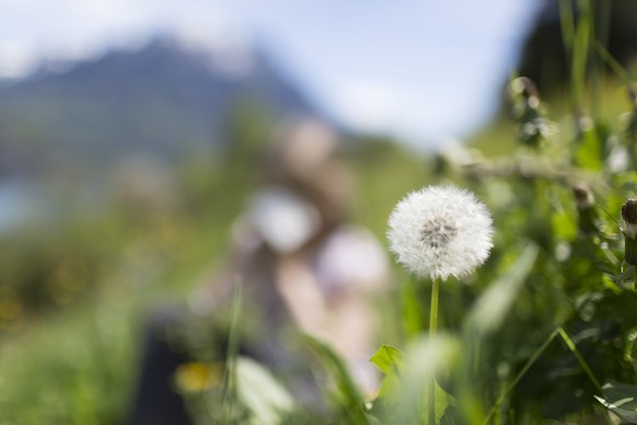 ZUR AKTUELLEN POLLENSAISON STELLEN WIR IHNEN AM 12. MAI 2015 FOLGENDES NEUES BILDMATERIAL ZUR VERFUEGUNG --- Ein Maedchen schnaeuzt in ein Papiertaschentuch, aufgenommen am 30. April 2015 auf einer Wi ...