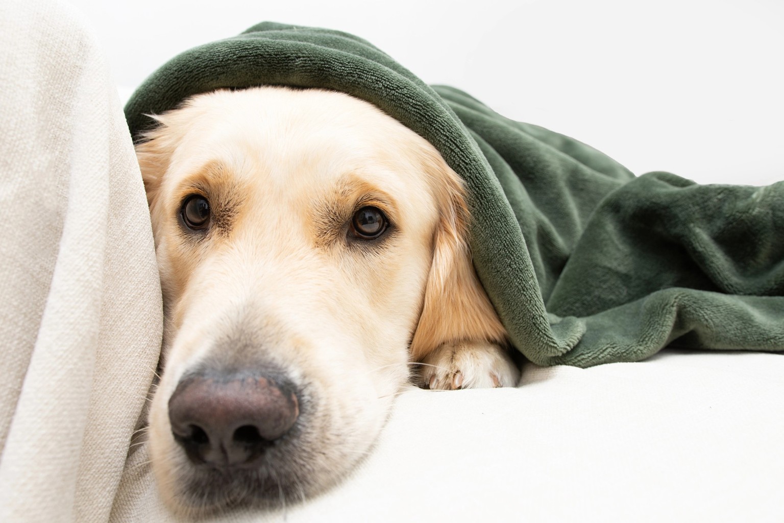 Cute golden retriever dog covered with a green blanket on winter or autumn season. sick or illness concept