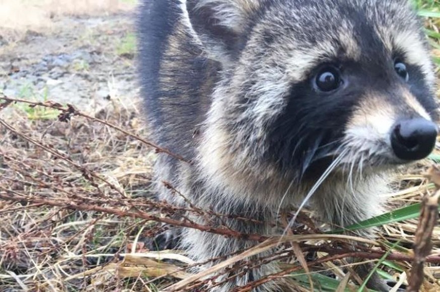 Dieser Waschbär hat einen über den Durst getrunken gegessen.&nbsp;