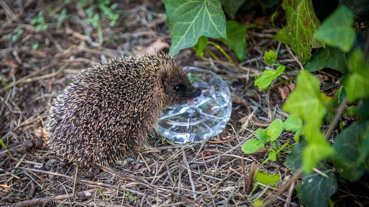 RECORD DATE NOT STATED Hedgehog quenching its thirst Tarbes south western France: to allow the animals to better support the heat wave and the dryness of the summer, bottles of mineral water were cut  ...