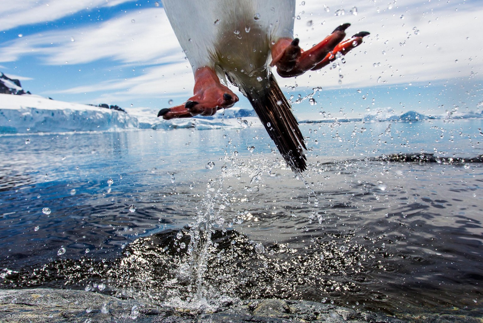 «Leaping gentoo penguin» («Springender Eselspinguin»)&nbsp;