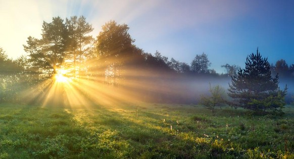 Sonne, Natur, Wiese.