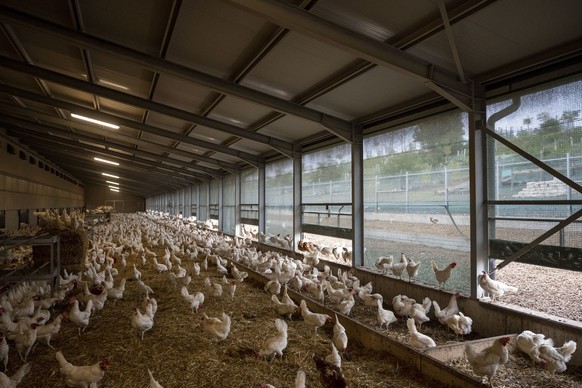 Freilandhuehner im Stall der Huehnerfarm Agasul, fotografiert am Dienstag, 6. September 2022 in Agasul, Kanton Zuerich. Auf dem Hof werden 18&#039;000 Freilandhuehner gehalten. Gemaess Hoechstbestande ...