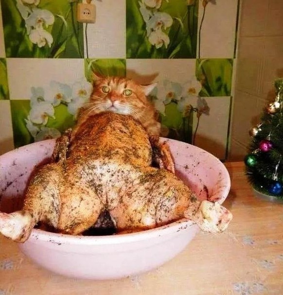 Katze und Poulet.