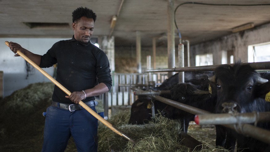 Fithawi Bereket, Fluechtling aus Eritrea, bei der Arbeit auf der Wasserbueffelfarm der Familie Kuenzle, am Dienstag, 23. April 2019, in Schwarzenbach. Fithawi Bereket ist Teilnehmer eines Qualifizieru ...