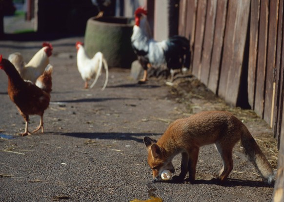 Rotfuchs Vulpes vulpes in Hühnerauslauf mit Ei *** Rotfuchs Vulpes Vulpes in Chicken run with Egg Copyright: imageBROKER/H.xReinhard iblrni05201743.jpg Bitte beachten Sie die gesetzlichen Bestimmungen ...