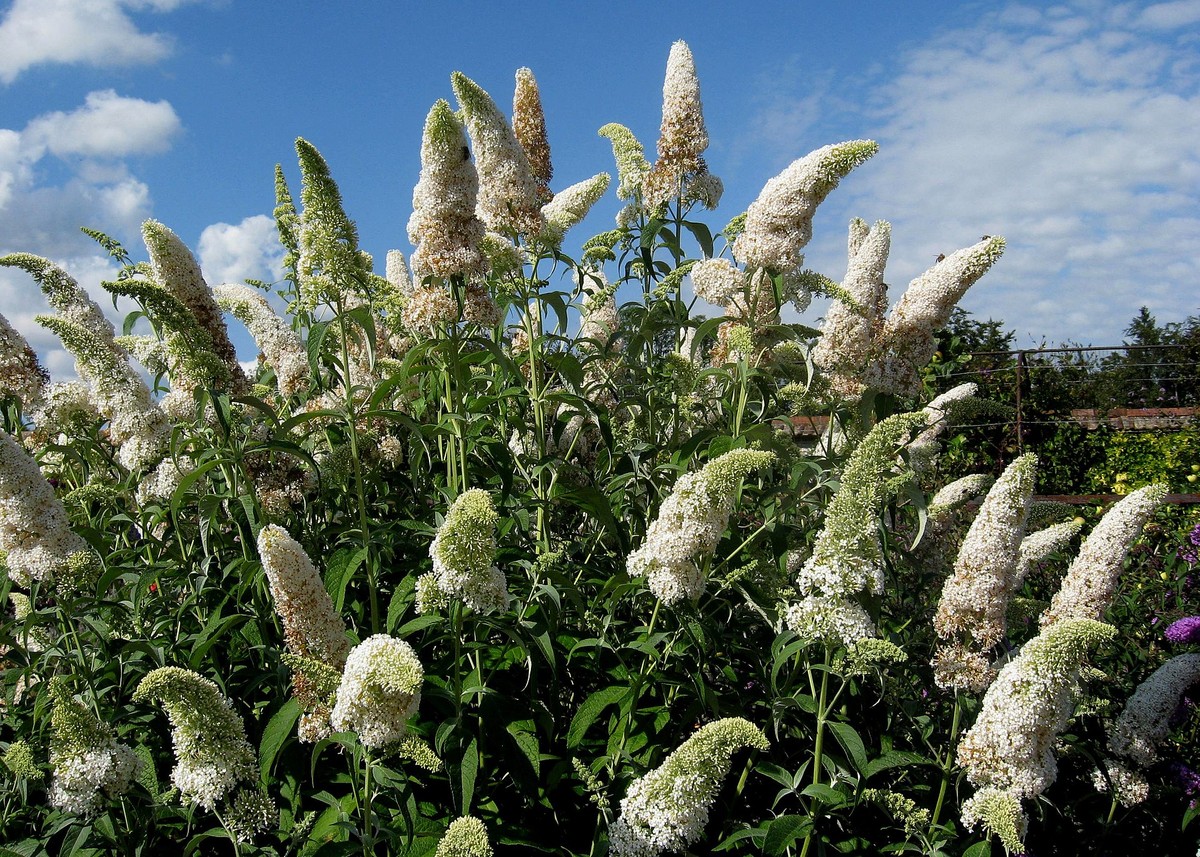 Ein Sommer- oder Schmetterlingsflieder (Buddleja davidii) der Sorte «White Profusion».