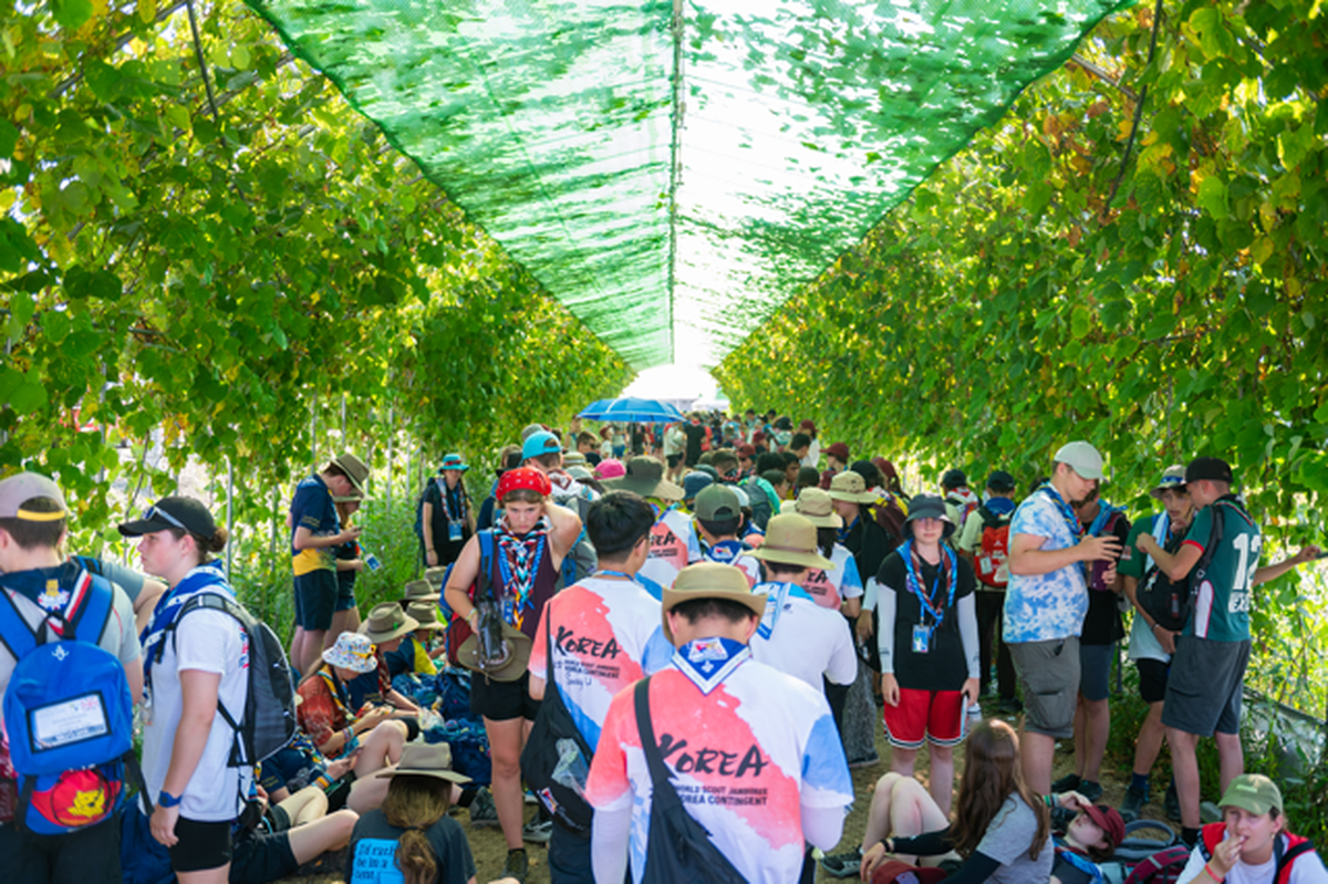 Green Vine Tunnel. World Scout Jamboree