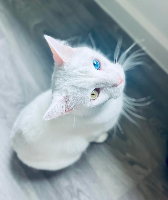 cute news tier katze

https://www.reddit.com/r/aww/comments/1mazpub/last_time_ill_see_this_beautiful_boy_for_4_years/