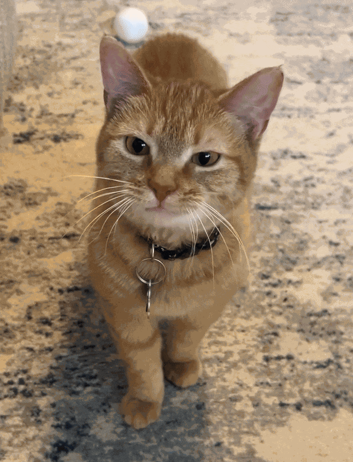 Animiertes GIF