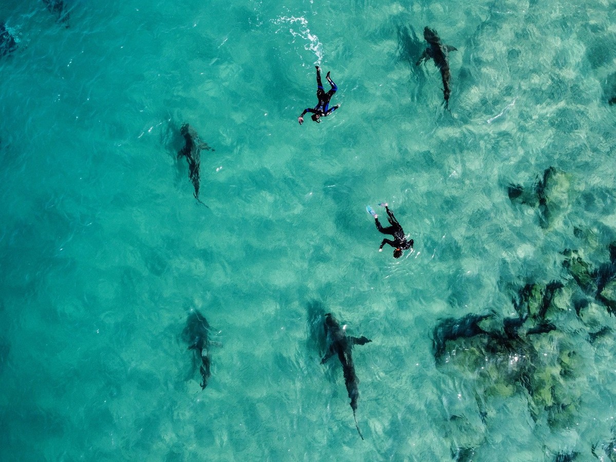 epa10384173 A picture taken with a drone shows free divers swimming next to a group of sharks in the shallow water near the hot water stream of the Orot Rabin power plant in the Mediterranean Sea, at  ...