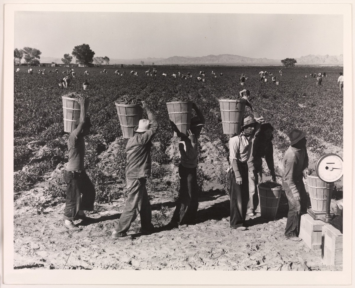 Erntearbeiter bei der Erbsenernte Dorothea Lange (1939)

Dorothea Lange