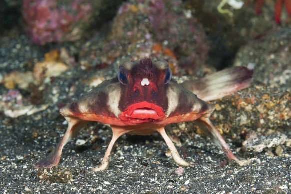 <p>Die Rotlippen-Seefledermaus ist ein wirklich seltsam aussehender Fisch, der rund um die Galapagos-Inseln lebt.</p>
