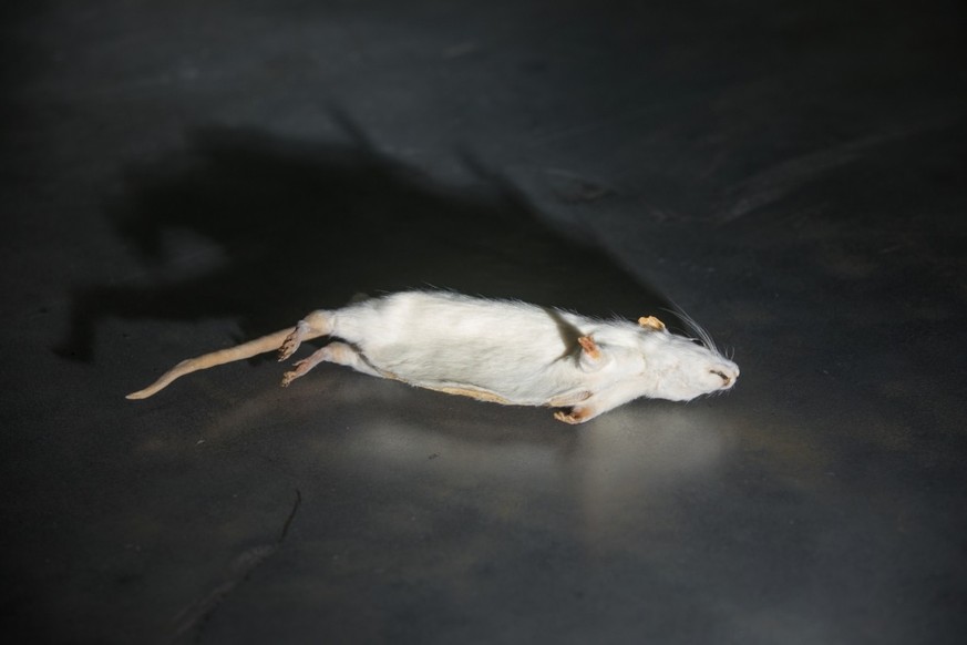Während des Kalten Krieges setzte die CIA ausgeweidete Ratten als tote Briefkästen ein - als Verstecke für Nachrichten, Geld und Filme, die an Agenten weitergegeben werden sollten. Die Ratten wurden m ...
