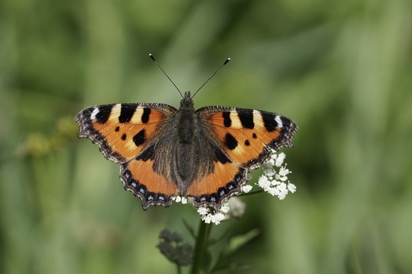 Kleiner Fuchs Schmetterling