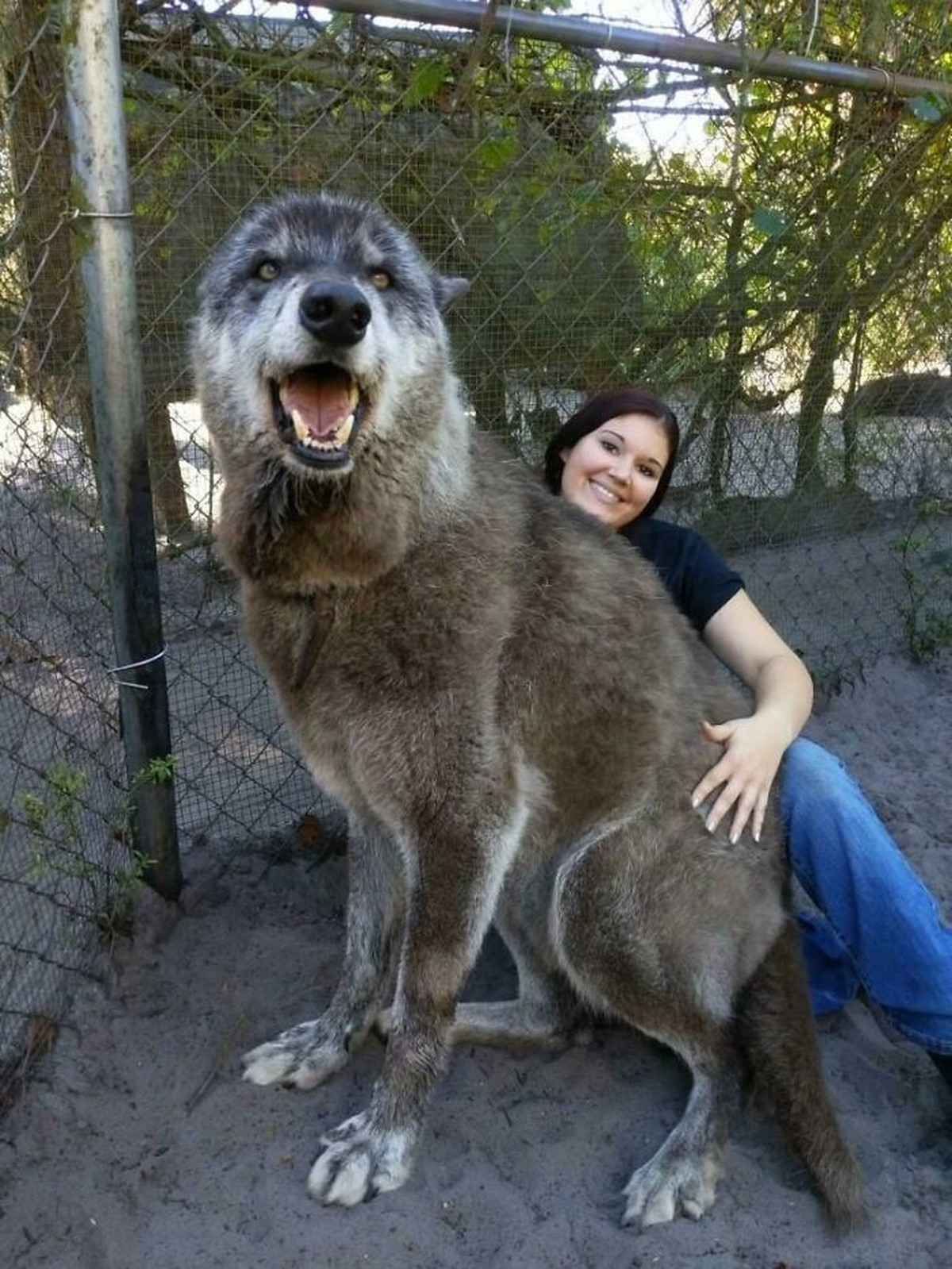 cute news animal tier hund dog

https://www.boredpanda.com/giant-dog-breeds/?utm_source=google&amp;utm_medium=organic&amp;utm_campaign=organic