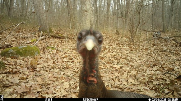 cute news tier truthahn wildtierkamera

https://x.com/Trail_Cams/status/1727728499253760397/photo/1
