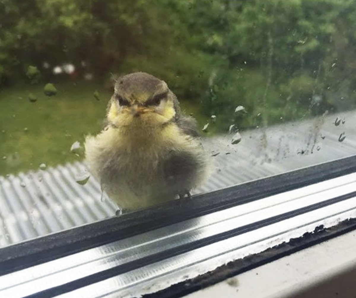 Cute News: Hässiger Vogel