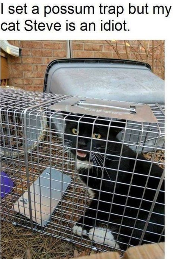 Übersetzung: «Ich habe eine Opossumfalle aufgestellt, aber meine Katze Steve ist ein Idiot.»